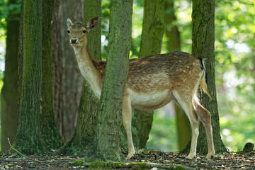 Naklejka na ściany i meble Fallow Deer (Dama dama) in the forest enlightened by morning sun