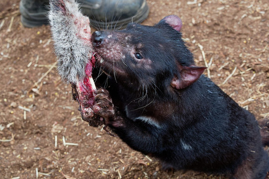 Sarcophilus Harrisii - Tasmanian Devil In The Night And Day In Australia