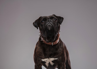 close up of cute black boxer with spiked collar sitting