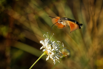 Hummingbird hawk-moth - Macroglossum stellatarum feeding on the flower in Spain, Europe