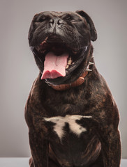 cute black boxer yawning while sitting on grey background