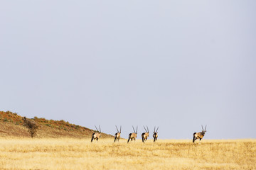 Spießböcke, Tonsab Valley Nature Reserve, Namib-Naukluft-Nationalpark