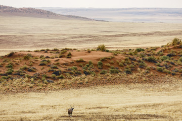 EInsamer Spießbock (Oryx gazella), Tsondab Valley Nature Reserve, Namib-Naukluft-Nationalpark