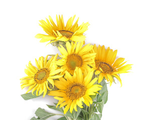 Bouquet of beautiful yellow sunflowers on a white isolated background