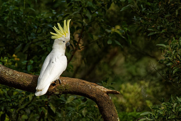 Cacatua galerita - Sulphur-crested Cockatoo sitting on the branch in Australia.