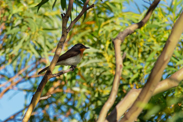 Satin Flycatcher - Myiagra cyanoleuca female - is found in Australia, Indonesia, and Papua New Guinea.