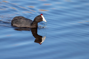 Red Knobed Coot