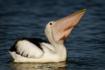 The Australian pelican (Pelecanus conspicillatus) is a large waterbird