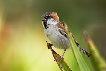 Iago Sparrow - Passer iagoensis - male - also known as the Cape Verde or rufous-backed sparrow, is endemic to the Cape Verde archipelago, in the eastern Atlantic Ocean near western Africa