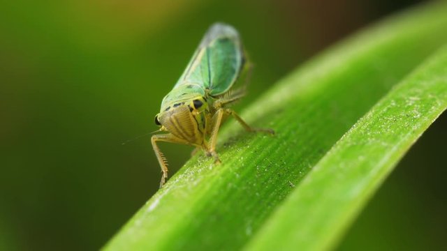 Portrait of a small green cicada Cicadella viridis sitting on a reed. Macro shot.