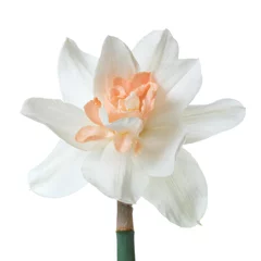 Printed kitchen splashbacks Narcissus Beautiful daffodil flower isolated on white background.