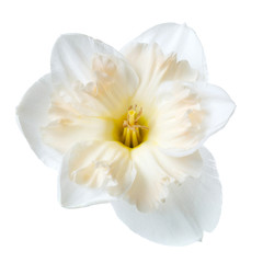 Beautiful daffodil flower isolated on white background.