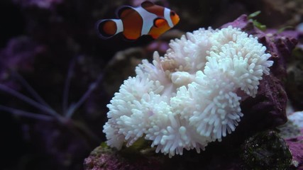 Clown fish in the anemone on the colorful healthy coral reef. Underwater footage.