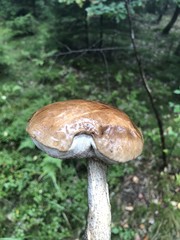 mushroom