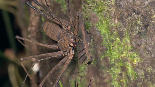 Tailless whip-scorpion (Amblypygid) on a tree trunk in tropical rainforest,  Ecuador