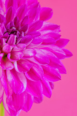 Image of the flower dahlia on pink background