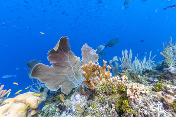 Caribbean coral reef marine garden