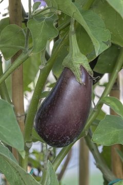 eggplant grows in the vegetable garden