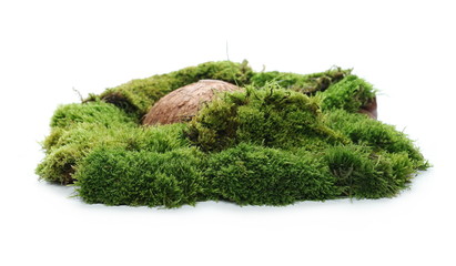 Green moss with rock isolated on white background