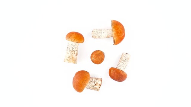 Top view from above of five red cap forest bolete mushrooms. Slowly rotating on the turntable isolated on the white background. Close-up. Macro.