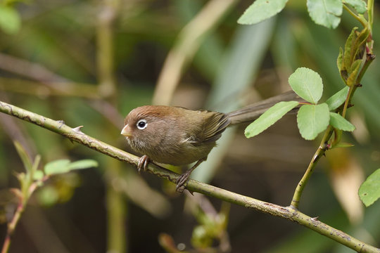 Spectacled parrotbill bird