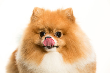 Obraz premium The cute Little young pomeranian cob isolated over white studio background