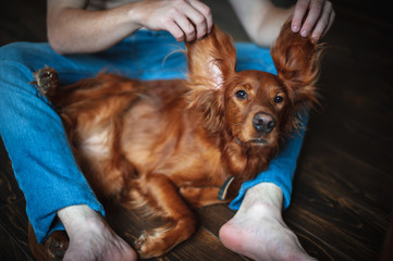 Irish setter on the hands of the owner