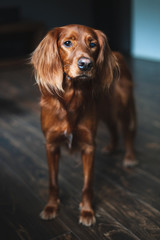 Irish setter in a dark interior