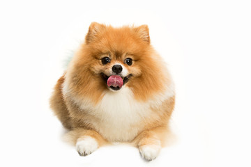 The cute Little young pomeranian cob isolated over white studio background