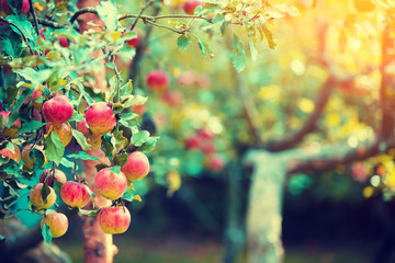 Pommes mûres rouges sur une branche du pommier dans le verger