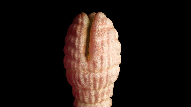 Fish Tapeworm - Detailed diphyllobothrium latum under the microscope - 3d rendering