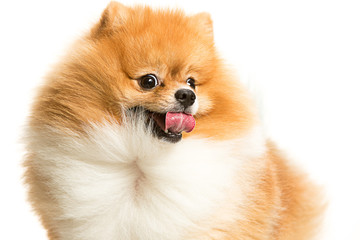 Obraz premium The cute Little young pomeranian cob isolated over white studio background