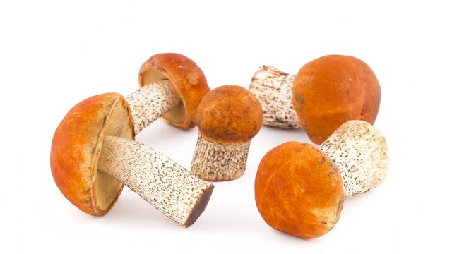 Five different red cap forest bolete mushrooms. Slowly rotating on the turntable isolated on the white background. Close-up. Macro.