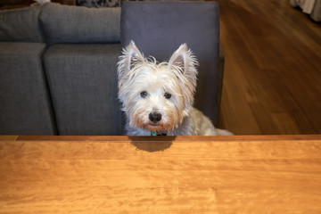Hungry dog sitting at dining room table begging for food