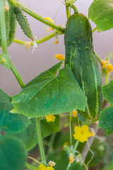 Cucumber, fruit of an organic healthy Cucumis Sativus plant of a heirloom variety Parisian Pickling Gherkin, hanging on the trellis on the balcony as a part of the urban gardening project in Italy