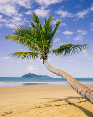 Palm tree on Mission Beach, Queensland, Australia