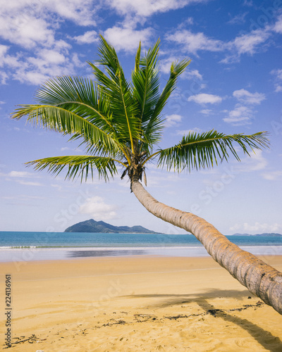 Palm Tree On Mission Beach Queensland Australia Stock