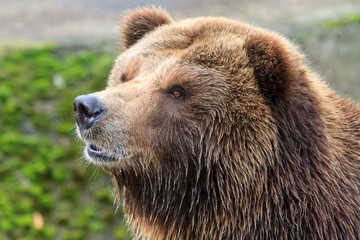 Beautiful close up portrait of the mainland grizzly bear (Ursus arctos horribilis)