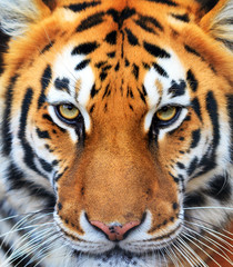 Fototapeta premium Piękny portret z bliska tygrysa syberyjskiego (Panthera tigris tigris), zwany także tygrysem amurskim