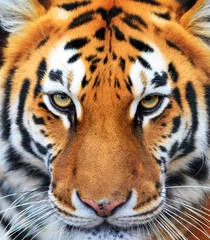 Foto op Canvas Mooi close-up portret van een Siberische tijger (Panthera tigris tigris), ook wel Amur-tijger genoemd © dennisvdwater