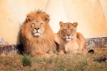 Fototapeta premium Beautiful close up of the lion (Panthera leo), a species in the cat family (Felidae), in the afternoon sun