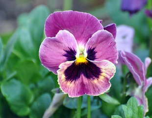 Stiefm&uuml;tterchen