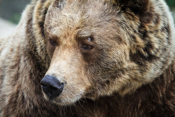 Beautiful close up portrait of the Eurasian brown bear (Ursus arctos arctos), one of the most common subspecies of the brown bear