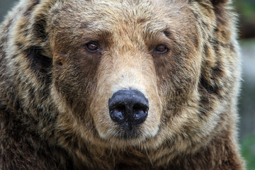 Beautiful close up portrait of the Eurasian brown bear (Ursus arctos arctos), one of the most...