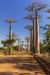 Baobab alley in the morning, Madagascar