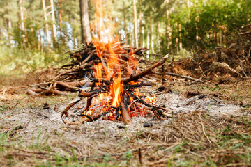 Campfire near pile of dry firewood in the forest