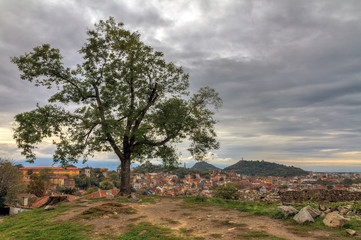 Beautiful tree on top of the hill Nebet Tepe in the medieval part of Plovdiv, Bulgaria, called Old Town, with the skyline cityscape in the background