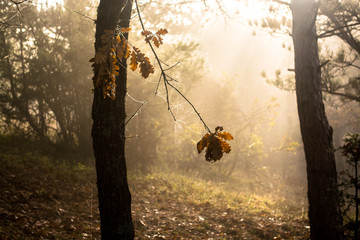 Autumn in the forest. Early morning fog