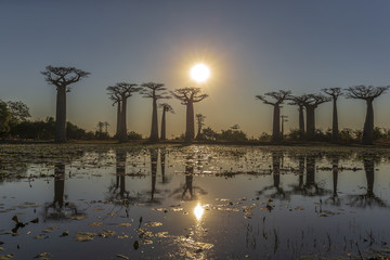 Baobab alley in the morning, Madagascar
