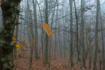 Autumn in the forest. Early morning fog